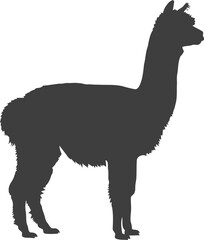 Fototapeta premium Silhouette of a graceful alpaca standing profile view isolated on vector