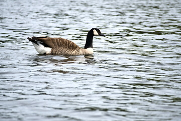 A Canada goose swims leisurely on calm water. A harmonious nature motif.