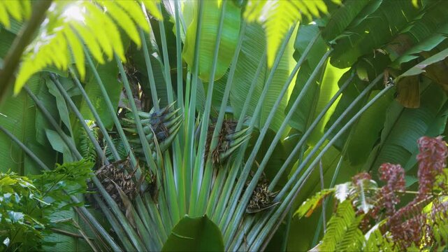 Close up footage of the iconic Traveler's Palm Ravenala madagascariensis showcasing its distinctive fan-shaped leaves and vibrant green foliage within a lush tropical setting, likely a botanical garde