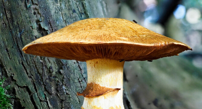 The Cap and skirt remnant of a Spectacular Rustgill Mushroom, Gymnopilus junorius with a small Flying insect on the top right of the Cap.