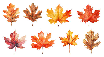Colorful autumn leaves illustration