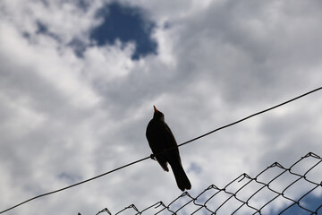 Throstle on the fence