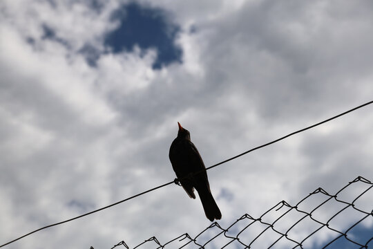 Throstle on the fence