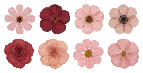 Variety of pressed pink flowers.