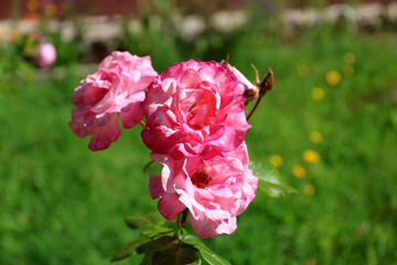 Blooming pink rose flowers.