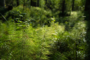 Horsetail in sunlight, delicate plant structure in the forest