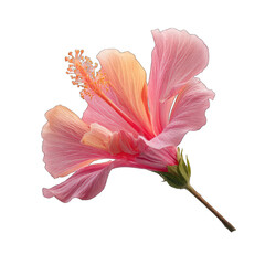 Delicate pink hibiscus blossom, peach highlights