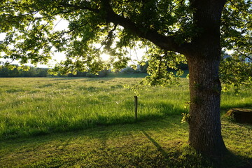 Landschaft bei Wied bei Hachenburg im gegenlicht