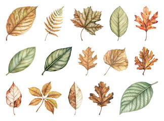 Obraz premium Assorted autumn leaves watercolor illustration.