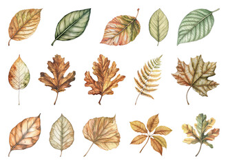Obraz premium Detailed autumn leaves illustration collection.