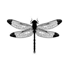Detailed black and white dragonfly graphic detailed insect wings artistic nature inspired motif isolated