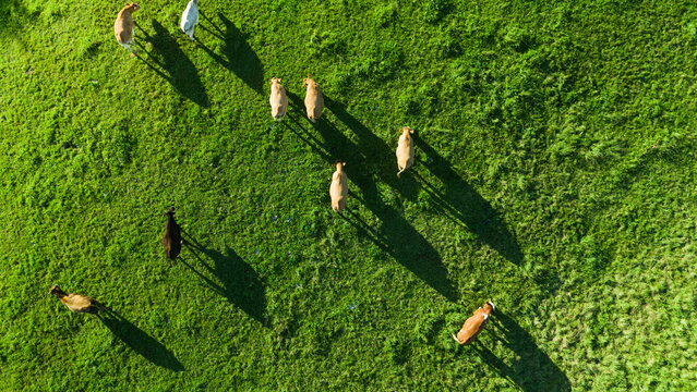 Aerial Top View of Cows Grazing on Green Pasture