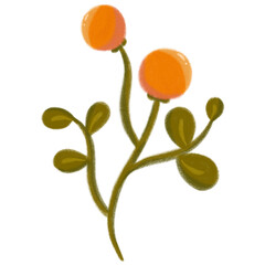 Orange flower buds or small fruits in a stem with leaves
