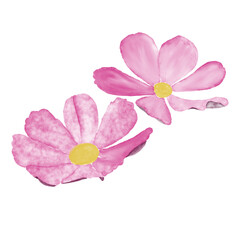 Obraz premium pink double flowers without leaves