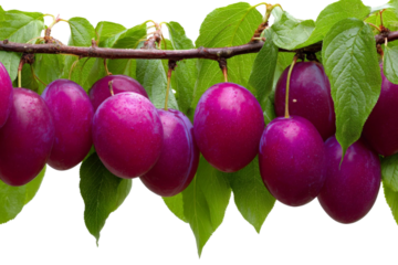 A vibrant cluster of ripe plums hanging from a leafy branch, showcasing their rich purple hue against a backdrop of lush green foliage, perfect for culinary or gardening themes