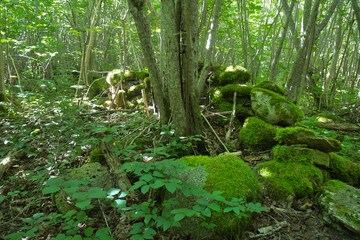 Moss covered stones in the forest with sunlight and dense vegetation