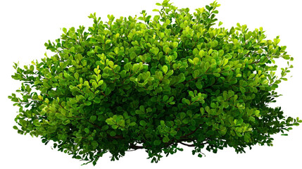 Obraz premium Lush green bush with vibrant leaves, showcasing a healthy plant thriving in a natural environment, ideal for landscaping or gardening projects