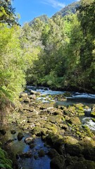 Scenic mountain river flowing through lush forest in Parque Futangue, Chile, surrounded by pristine Andes landscapes and peaceful natural beauty.
