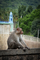 Portrait of an Indian Monkey