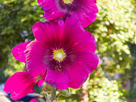 Bright magenta hollyhock flowers blooming in garden closeup