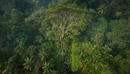 Revealing emergent tree rising above rainforest canopy in tropical forest, showcasing biodiversity