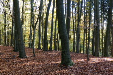 Obraz premium Herbstwald