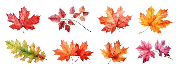Colorful autumn leaves illustration