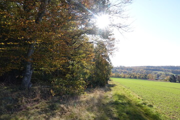 Obraz premium Waldrand mit Sonne