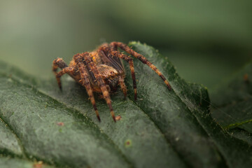 Orb Weaving Spider resting on a leaf during the late afternoon.
