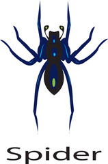 Detailed illustration of a spider isolated on white background
