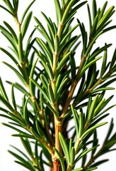 Fototapeta premium Fresh rosemary leaves, aromatic herb spice, isolated on transparent background, clipping path, spice, isolated