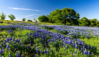 Blooming wildflowers under a vibrant sky