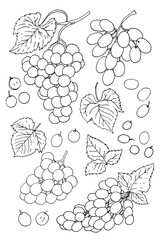 Grape Vine Vector Illustration – Botanical Drawing with Grapes and Leaves