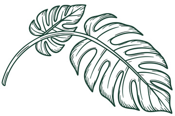 Obraz premium Hand-drawn sweet potato illustrations, black and white isolated on white background