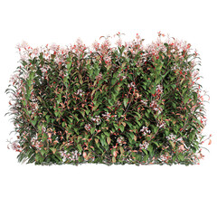 collection of Fraser photinia Tree on transparent canvas