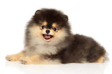 Funny fluffy Pomeranian puppy lying with open mouth and looking forward