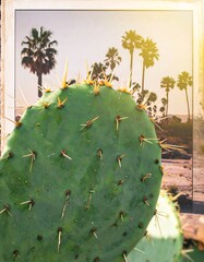 Cactus close-up with palm trees in background