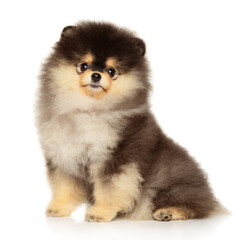 Obraz premium Fluffy Pomeranian puppy with expressive eyes sitting calmly