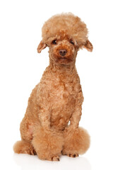 Adorable ginger poodle with fluffy haircut sitting upright