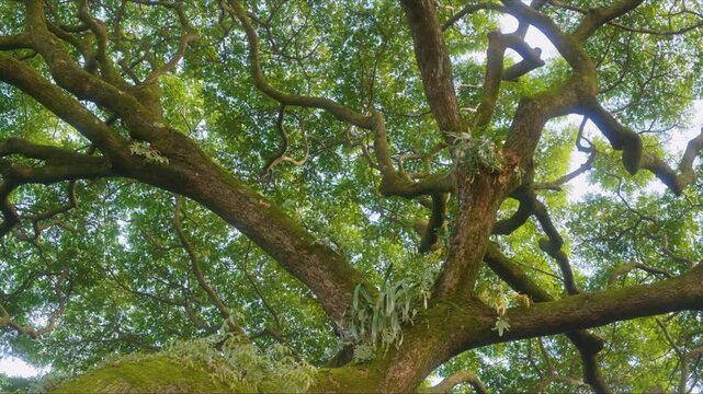 This footage captures the intricate details of a dense, tropical tree canopy, showcasing the lush foliage and intertwining branches, with glimpses of sunlight filtering through. Perfect for projects r