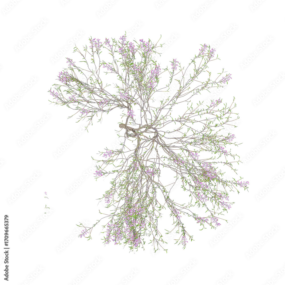 Wall mural top view of chilopsis-linearis tree on transparent background.