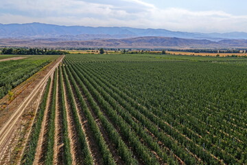 A large apple orchard. The apple variety is the Almaty aport. Cultivation. The view from the drone. Autumn, harvest.