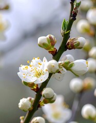 Blossoming branches with white flowers
