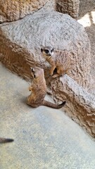 Suricata suricatta close-up photo