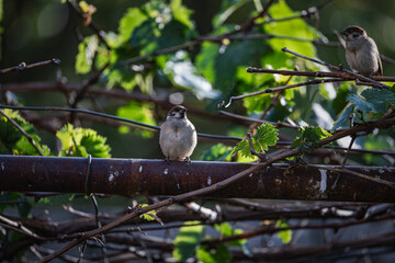 Sparrows on the grape trellis