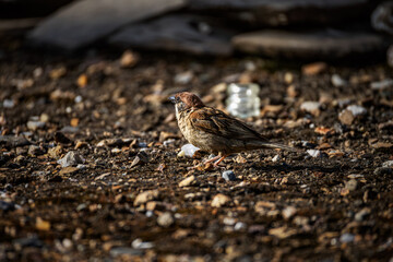 sparrow on the ground