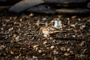 sparrow on the ground