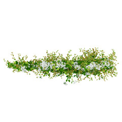 3d illustration of creeper plant isolated on transparent background from top view