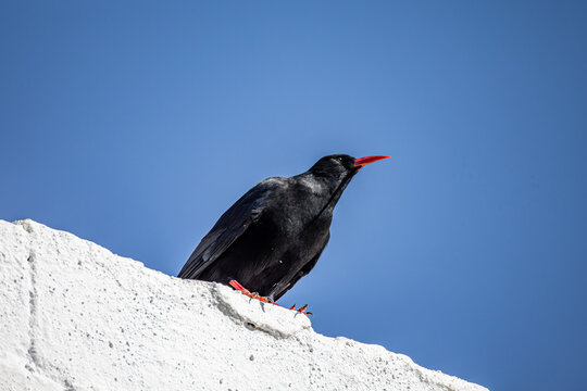 red-billed chough