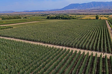A large apple orchard. The apple variety is the Almaty aport. Cultivation. The view from the drone. Autumn, harvest.